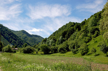 Green forest