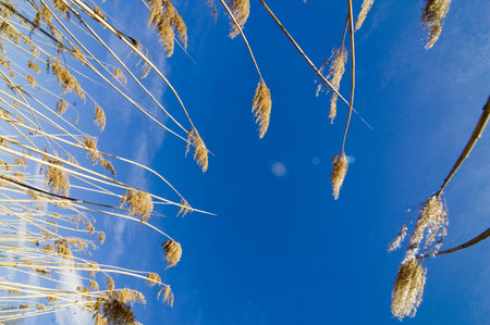 blue sky and spikesの写真素材