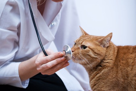cat and vetの写真素材