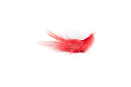 red feather on white backgroundの写真素材