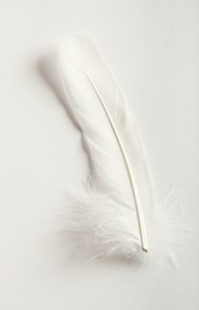   white feather on white  backgroundの写真素材