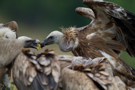 Griffin Vulture (Gyps fulvus)の写真素材