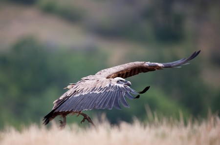 Griffin Vulture (Gyps fulvus)の写真素材