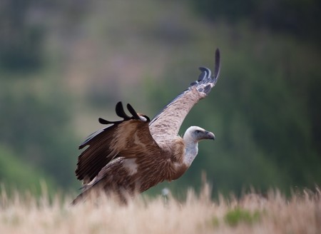 Griffin Vulture (Gyps fulvus)の写真素材