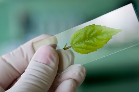 scientist observed green leaf in laboratory glassの写真素材