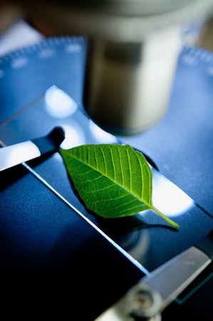 observation of a green leaf with a microscope の写真素材