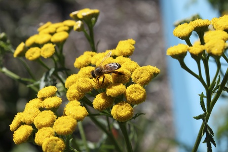 Close up of a bee on a flowerの写真素材