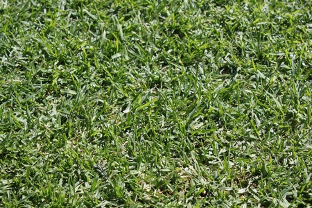 grass texture with sun lightの写真素材