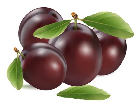 Vector Plums - image can be re-size to any limitのイラスト素材