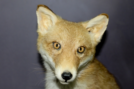 fox closeupの写真素材