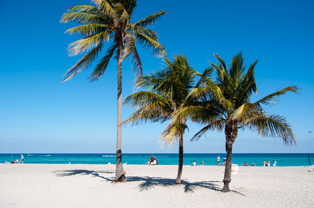 Palms on the beachの写真素材