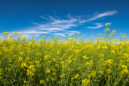 Rapeseed field in a blue skyの写真素材