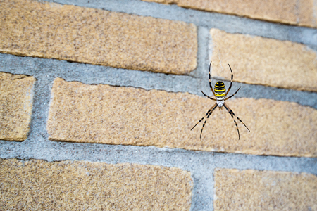 Argiope bruennichiの写真素材