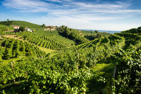 The vineyards of the Prosecco road, between Conegliano and Valdobbiadeneの写真素材