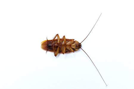 cockroach bug insect dead insecticide plague disgusting