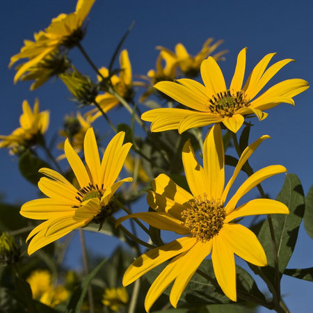 wildflowers reaching for the sunlit sky