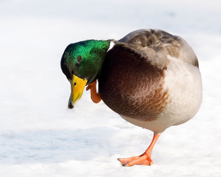duck gracefully balances on one leg to scratch his earの写真素材