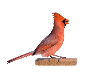 cardinal eating a sunflower seed isolated ona white background