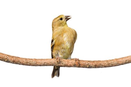 immature american golfinch calls out while perched on a branch. white backgroundの写真素材