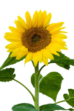 the stalk of a sunflower in full bloom. white backgroundの写真素材
