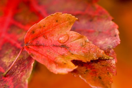 autumn maple leaf holds a droplet of water while resting on a larger leaf. shallow focusの写真素材