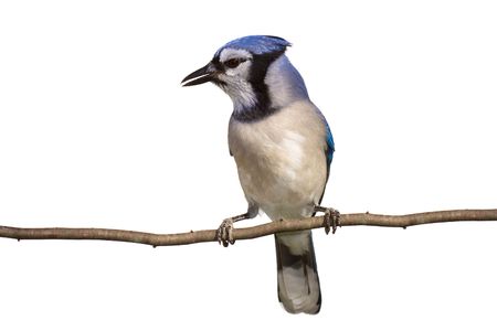 vertical full length view of bluejay perched on a branch, white background の写真素材