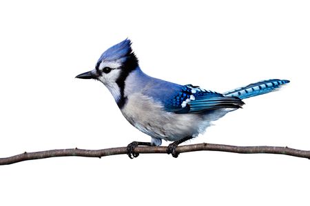 full horizontal view of bluejay perched on a branch. white backgroundの写真素材
