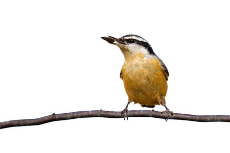 red-breasted nuthatch holds a sunflower seed while perched on a branch; white backgroundの写真素材