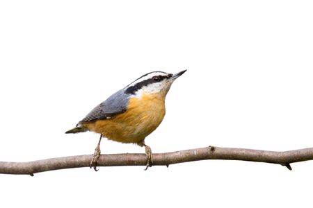 red-breasted nuthatch perched on a branch in search of food; white backgroundの写真素材