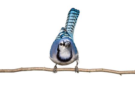 bluejay sitting on branch looking straight ahead; white background の写真素材