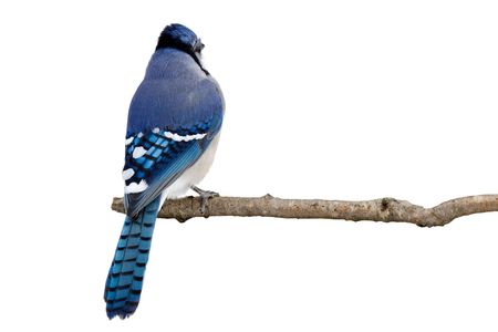 backside view of a bluejay perched on a branch; white backgroundの写真素材