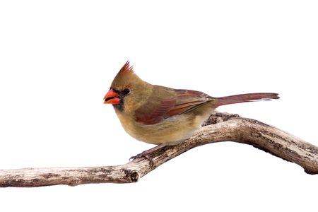 portrait of female cardinal preparing for takeoff with sunflower seed in her mouth; whait backgroundの写真素材