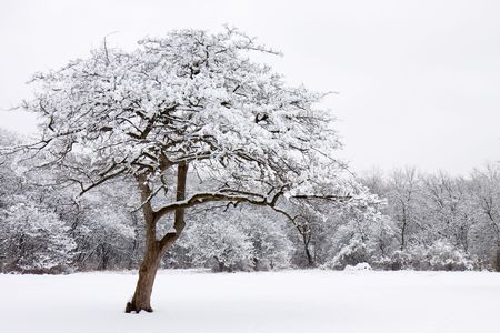 lone snow covered tree stands out from the forestの写真素材