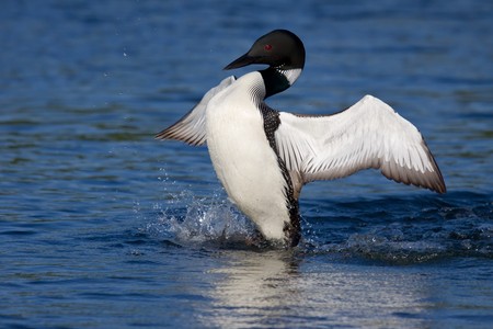 common loon flaps his wings as he attempts to discourage nearby enemyの写真素材