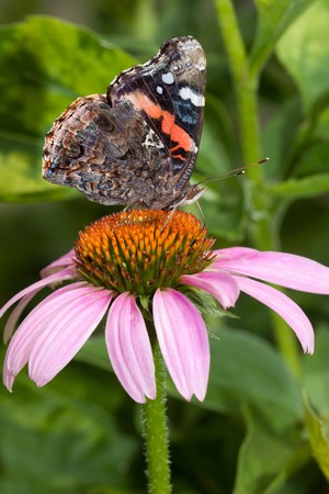 red admiral butterfly feeds atop a purple cone flowerの写真素材