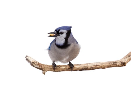 bluejay prepares for takeoff with a kernel of corn in its beakの写真素材