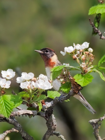 bay-breasted warbler nestled in an apple tree. tree is in bloom with white flowers. background consists of shallow focus of leave greens and tree browns.の写真素材