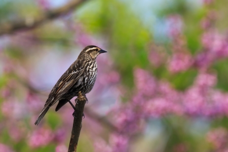 red-wing blackbird marvels at the wonderous springtime colors of the redbud trees. The pastel pinks, greens and blues  make a beautiful background for the unassuming female blackbird.の素材 [FY31011622638]