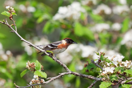 bay-breasted warbler prepares for flight from an apple tree. tree is in bloom with white flowers. background consists of shallow focus of  leaf greens and tree browns.の写真素材