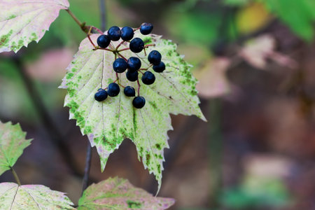with its blue berries prominently displayed, maple leaf viburnum changes to autumn colors, beautiful...
