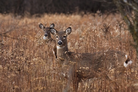 alert deer/doe poses in the middle of a prairie on a cool autumn day, barren trees and fallen leaves make a natural background. second doe in background hides behind first deer.の写真素材