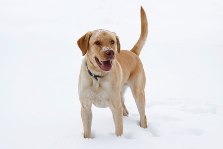 happy with his snoot and head sprinkled with snow, a yellow labrador smiles wide in an open field of white powder; panting with open mouth lab shows his tongue that is dripping with saliva. の写真素材