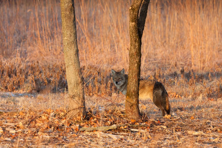 as it walks the prairie, an attentive coyote finds a tree to hid behind tree at sunrise.  soft...