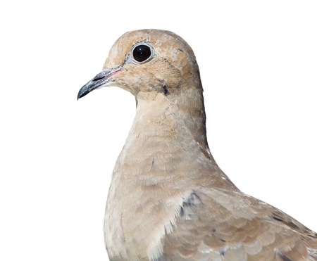 Isolated and closeup profile of mourning dove on a white backgroundの写真素材