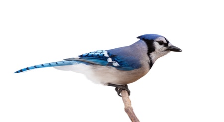 A profile of a bluejay perched on a branch  The bird feathers transition from light to dark blue, from tail to beak, through its slender body  White background の写真素材