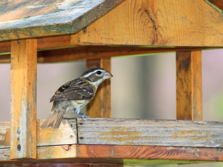 A weathered roofed backyard feeder provides a resting place for a female rose breasted grosbeak  The sun beaten wooden feeder shows it age with peeling paint  Redbud trees provide a little pink background の写真素材