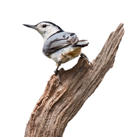 A white-breasted nuthatch turns his back at you while perched on a piece of driftwood  The multi colored blue wing feathers contrast prominently against its white breastplate and orange rump  White background の写真素材