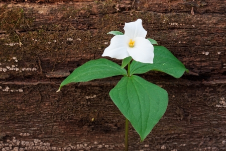 A fallen tree in the woodland provides shelter for a perennial wildflower  The large white petals and green leaves of the large flowered trillium contrast next to the decaying brown tree trunk の写真素材