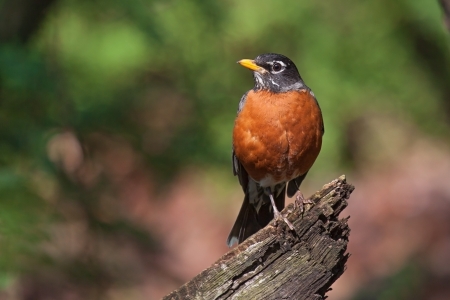 With its head cocked sideways, a robin sits on top of a fallen branch  background consists of out of focus greens and browns of the forest trees and shrubs の写真素材