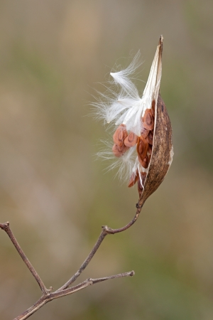 Split open to show its textured profile, a milkweed pod delicately balances itself on a wooden stem  The fluffy milkweed seeds escape the inner pod, taking flight into the meadowâs sky の写真素材